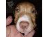 PoulaTo: Abkc Ch Γραμμή ποιότητας American Bully Puppies